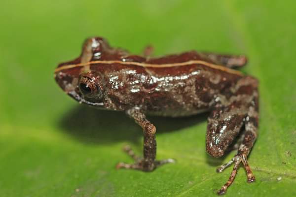 GermnChvez4's tweet photo. Check out our new paper published in @EvolSystematics ! Describing a new species of frog from #Peru: Pristimantis Sira sp nov. And defining a new taxonomic group! That contains frogs with cruciform eyes! @GarciaAyachi @acatenazzi #Science #peru @IPHperu @CORBIDIteam https://t.co/nKJdI2RurN