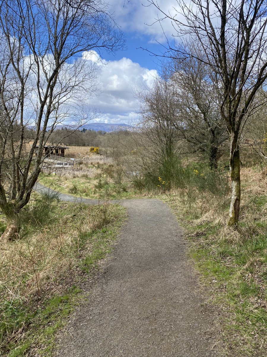 EmsWilcock's tweet photo. Just heard my first willow warbler of the year 🥰 #spring #RSPBLochlomond ⁦@RSPBScotland⁩ #Gartocharn https://t.co/CQ8cTC0eT1