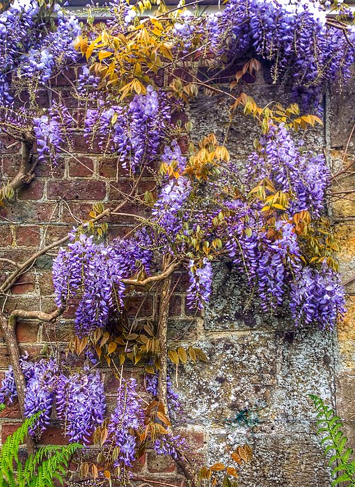 weekitchen's tweet image. New artwork for sale! - "Wisteria" - pixels.com/featured/wiste… @shoppixels