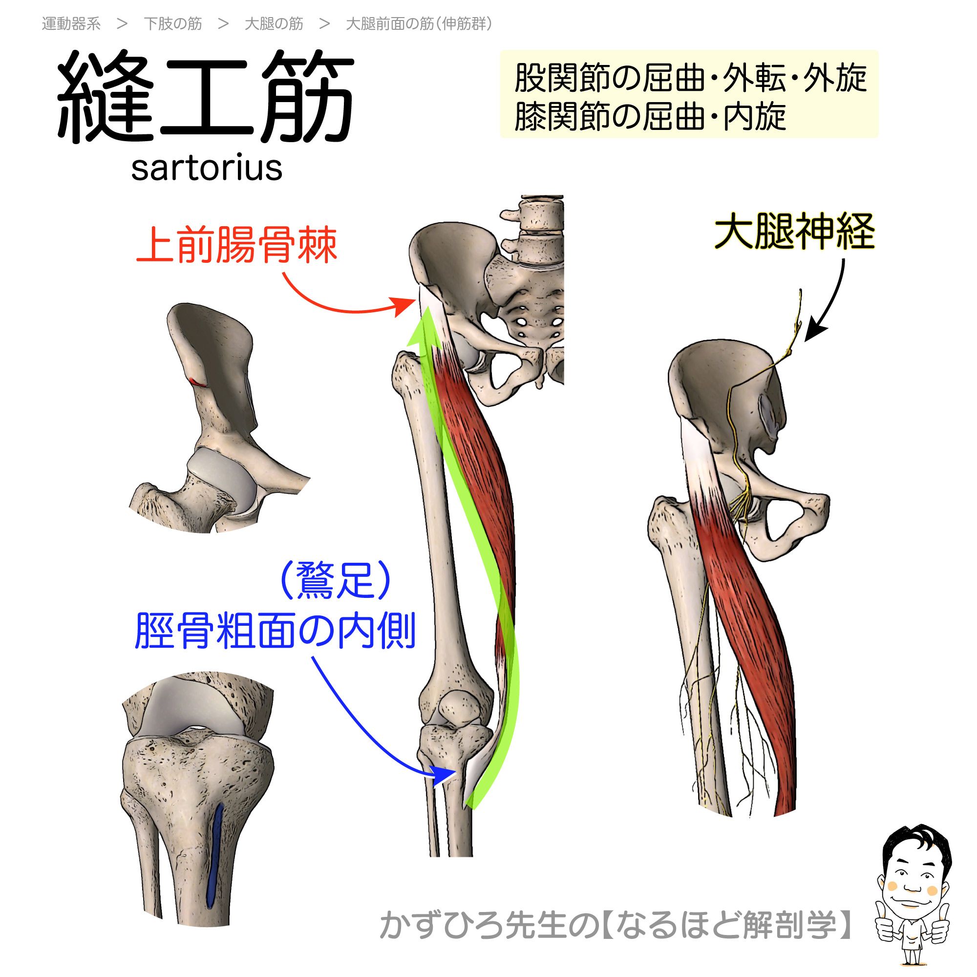 かずひろ先生 なるほど解剖学 على تويتر 筋シリーズ 縫工筋 起始 上前腸骨棘 停止 脛骨粗面の内側 鵞足 支配神経 大腿神経 作用 股関節の屈曲 外転 外旋 膝関節の屈曲 内旋 かずひろ先生の 徹底的国試対策 解剖学マガジン T Co