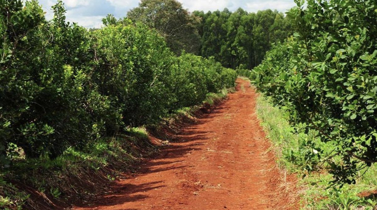 Argentina es el principal productor y exportador de yerba mate del mundo, más que Brasil. En 2020, el mercado interno consumió 268 millones de kg y las exportaciones sumaron 42 millones. Valor de lo exportado: 84 millones de dólares. Provincias productoras: Corrientes y Misiones.