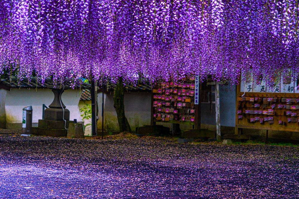 これで鬼は入ってこれない 鬼滅の刃 を彷彿とさせる見事な藤の花のカーテンが めちゃくちゃ結界張れとる 鬼滅ファンホイホイ Togetter これで鬼は入ってこれない 鬼滅の刃 を彷彿とさせる見事な藤の花のカーテンが めちゃくちゃ結界張れとる 鬼滅ファンホイホイ Togetter
