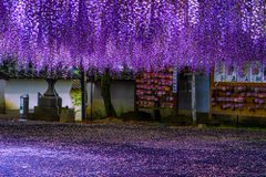 藤の花で紫に染まる 藤山神社 が美しい 鬼滅の刃 の藤襲山を思い出す人も 1 2 ページ ねとらぼ