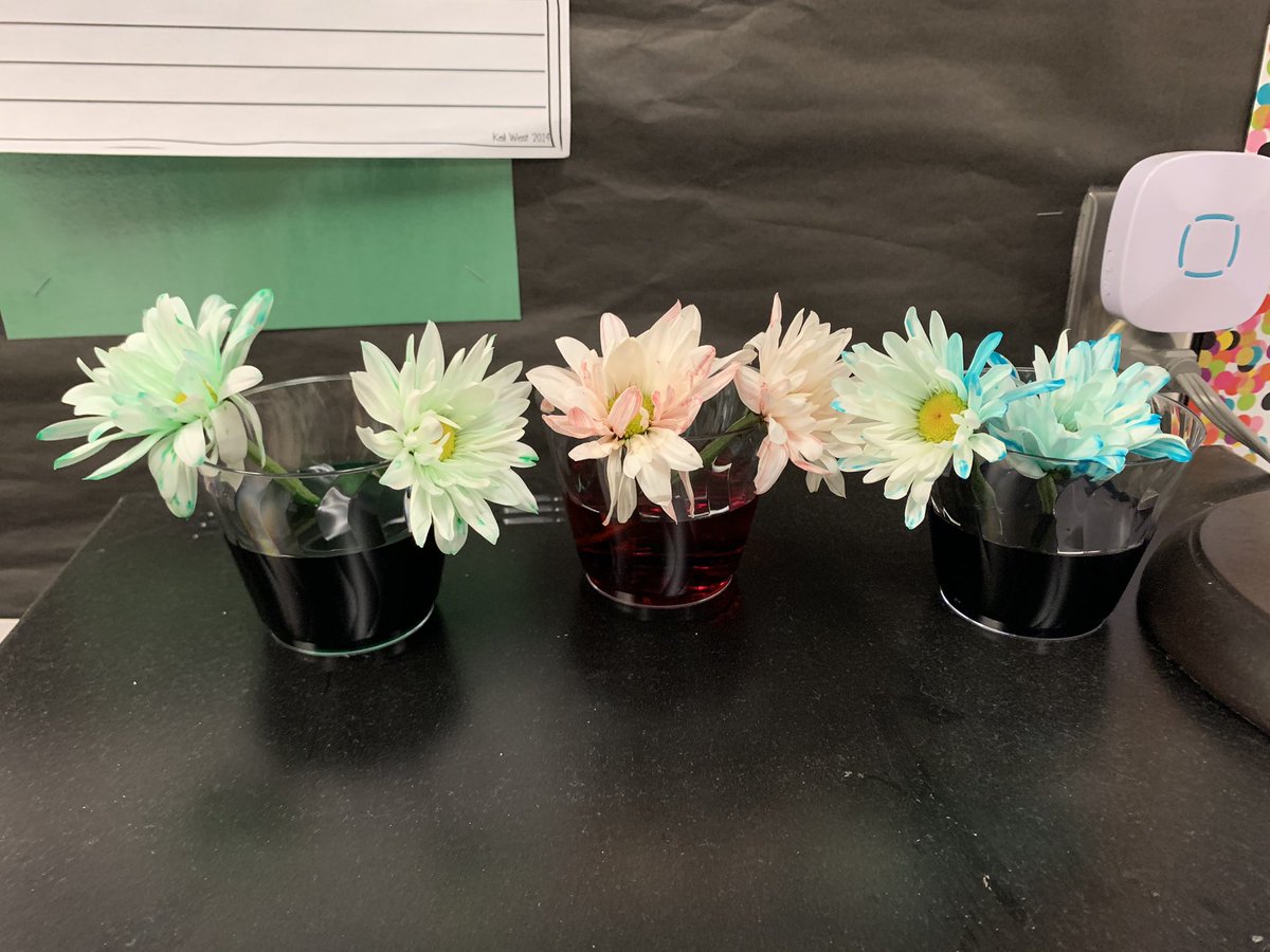 We learned about plants this week!