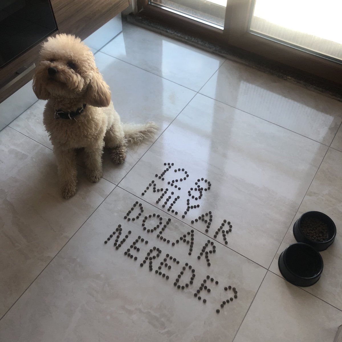 Hayret bir şey ya... 5 dakika yalnız bıraktık, yaptığına bak.