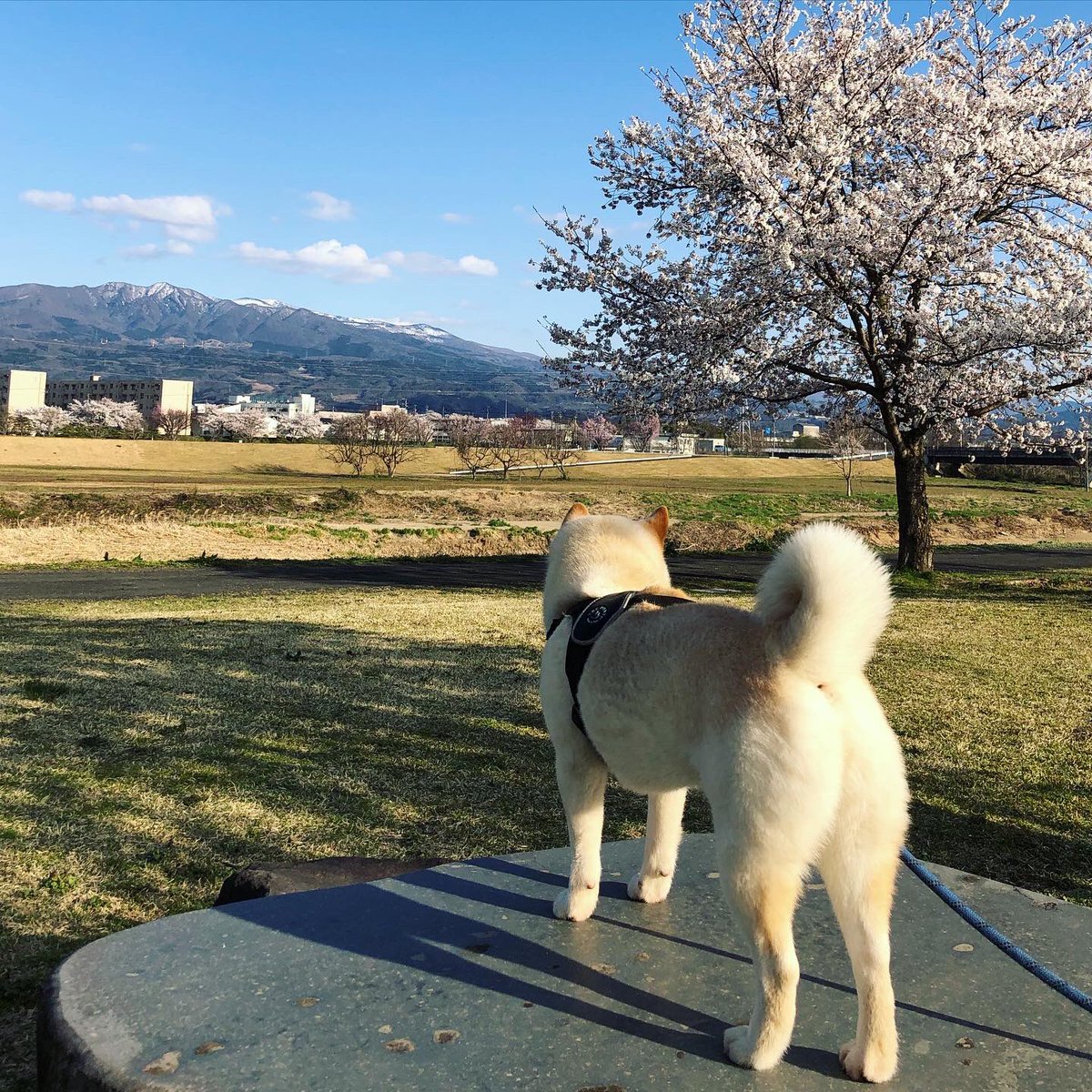 山形市西公園