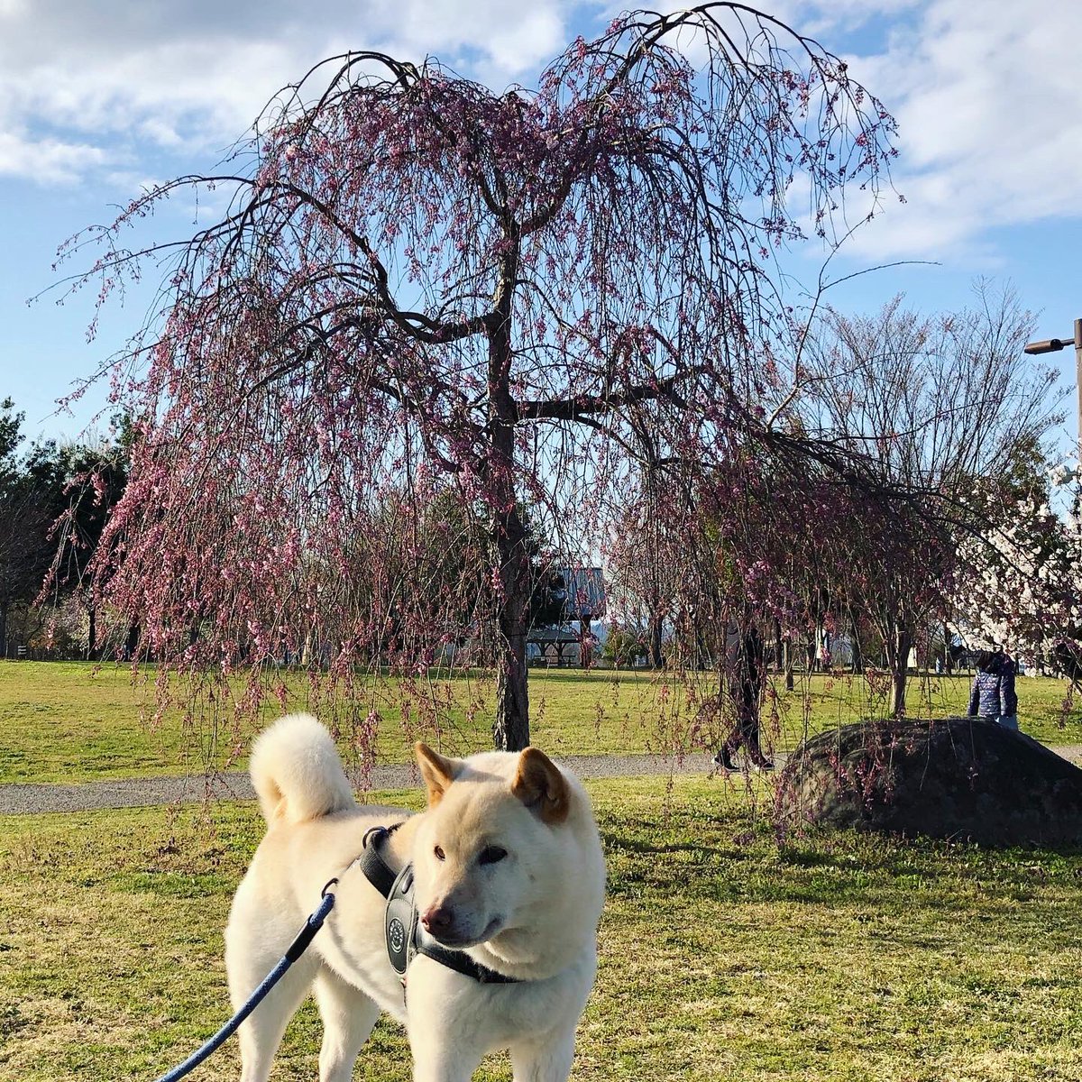 山形市西公園