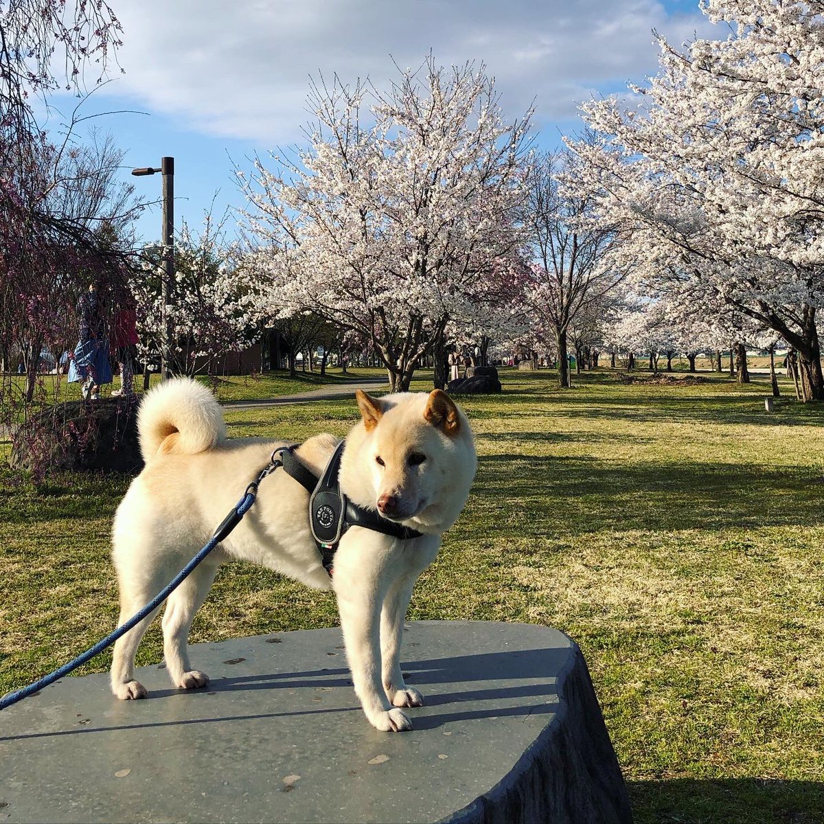 山形市西公園 山形市西公園
