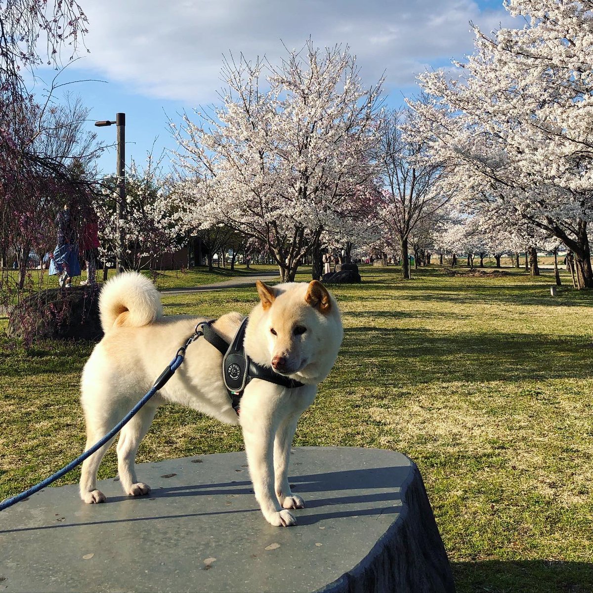 山形市西公園