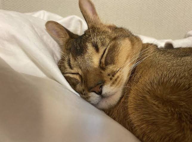 🐈