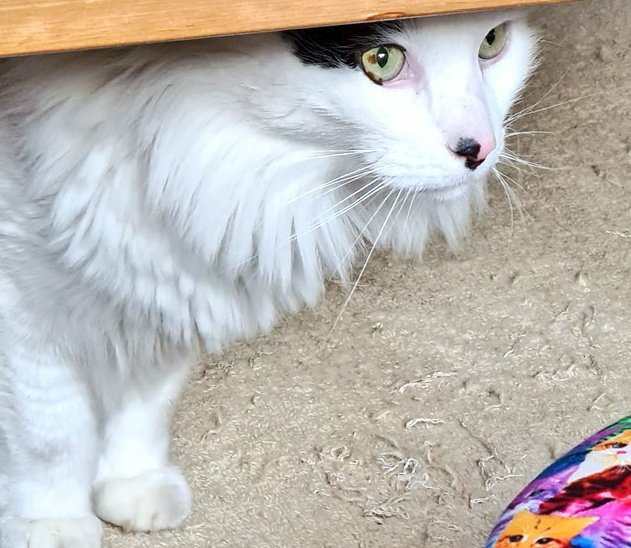KIRTOSM's tweet photo. @yae_kanai0530 UWU💕
When he is fluffy he looks like a cloud, grumpy cloud with a skeleton face on his back.
He awaits the head pats and chin scratches. 👋  hope this cheered you up too uwu https://t.co/Il3MRXtrr3