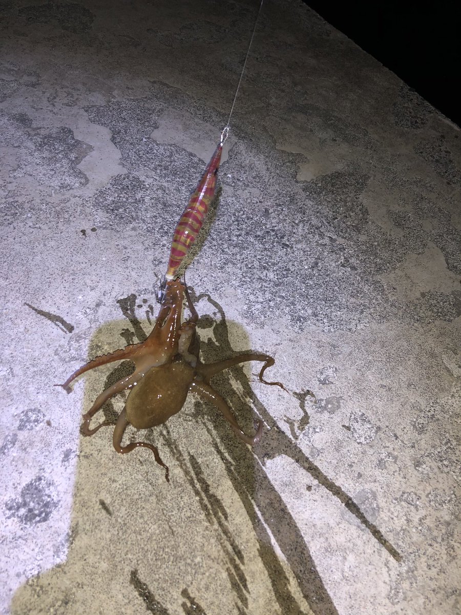 Hide やっぱりタコ だ 2日続けて 春なのにアオリイカに嫌われたみたいです 高知 エギング アオリイカ タコ 釣り好き Duel Lq