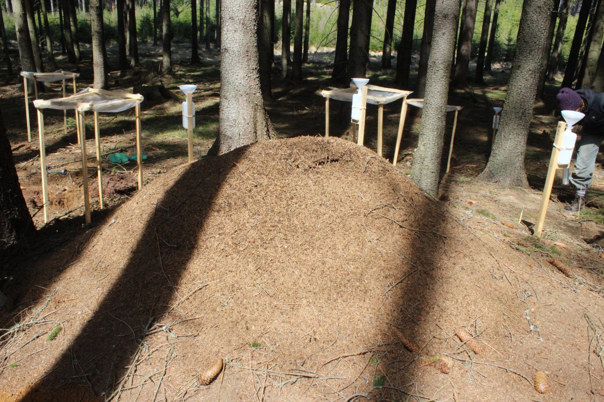 KatkaJandova's tweet photo. Just OUT #SoilC loss by simulated future increases in #labileC inputs https://t.co/dRHTpPWoaF by V.Jílková, J.Kukla, T.Cajthaml & me published with @SpringerNature in Ecosystems
@BiologyCentre @SoWa_Research @CharlesUniPRG @science_charles
#GAČR
#ConiferousForest #CO2 #isotopes https://t.co/Xa3d4W4Dnv