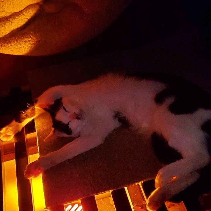 haruharu_midoko's tweet image. うちのなーさん、掘りごたつで、バンザイして寝てる〜❤
可愛すぎる(o´艸`)♥
#万歳ねこ #ななちゃん