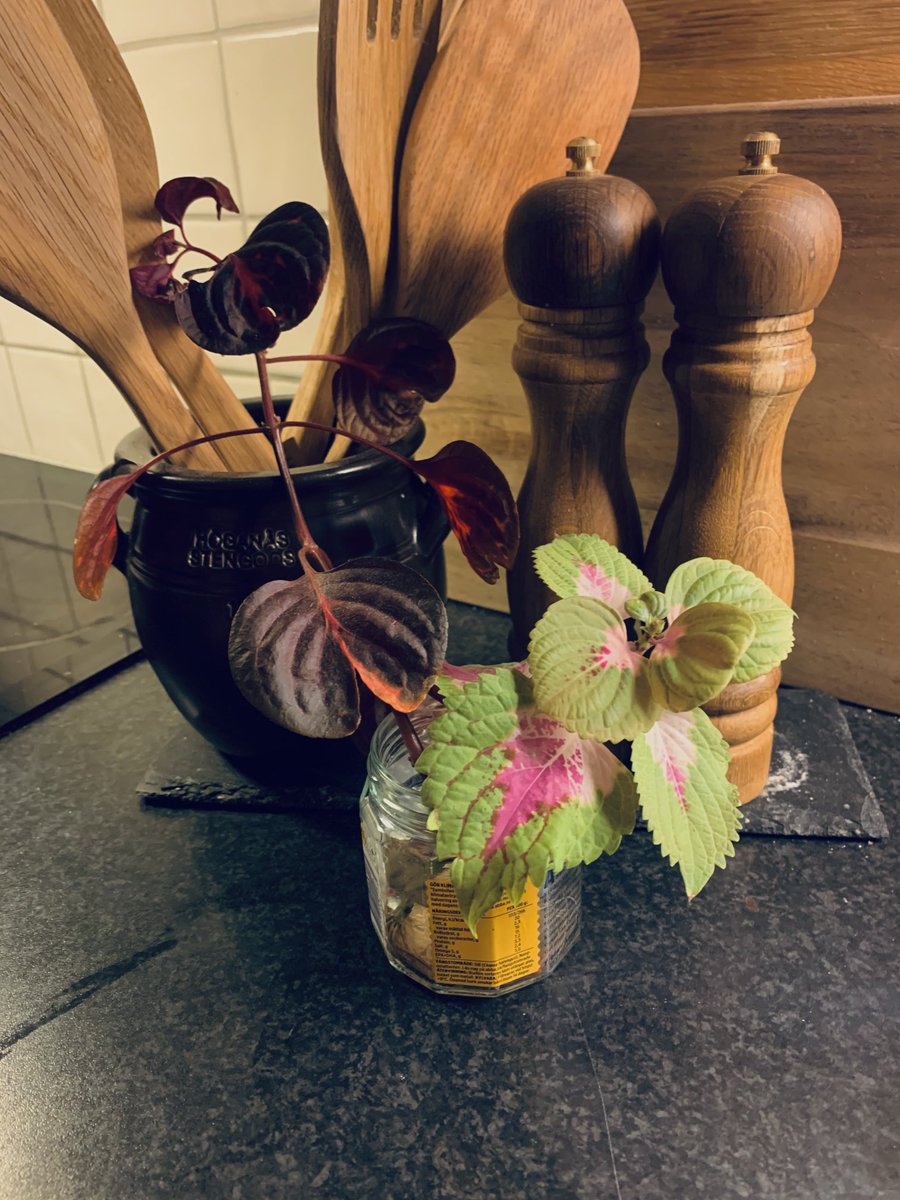 Frogeye01's tweet photo. Inget mer surande över den uteblivna hjälpen på städdagen... 🌺🙏🏻🌼
#stickling
#grannar https://t.co/2eHqn25aiy