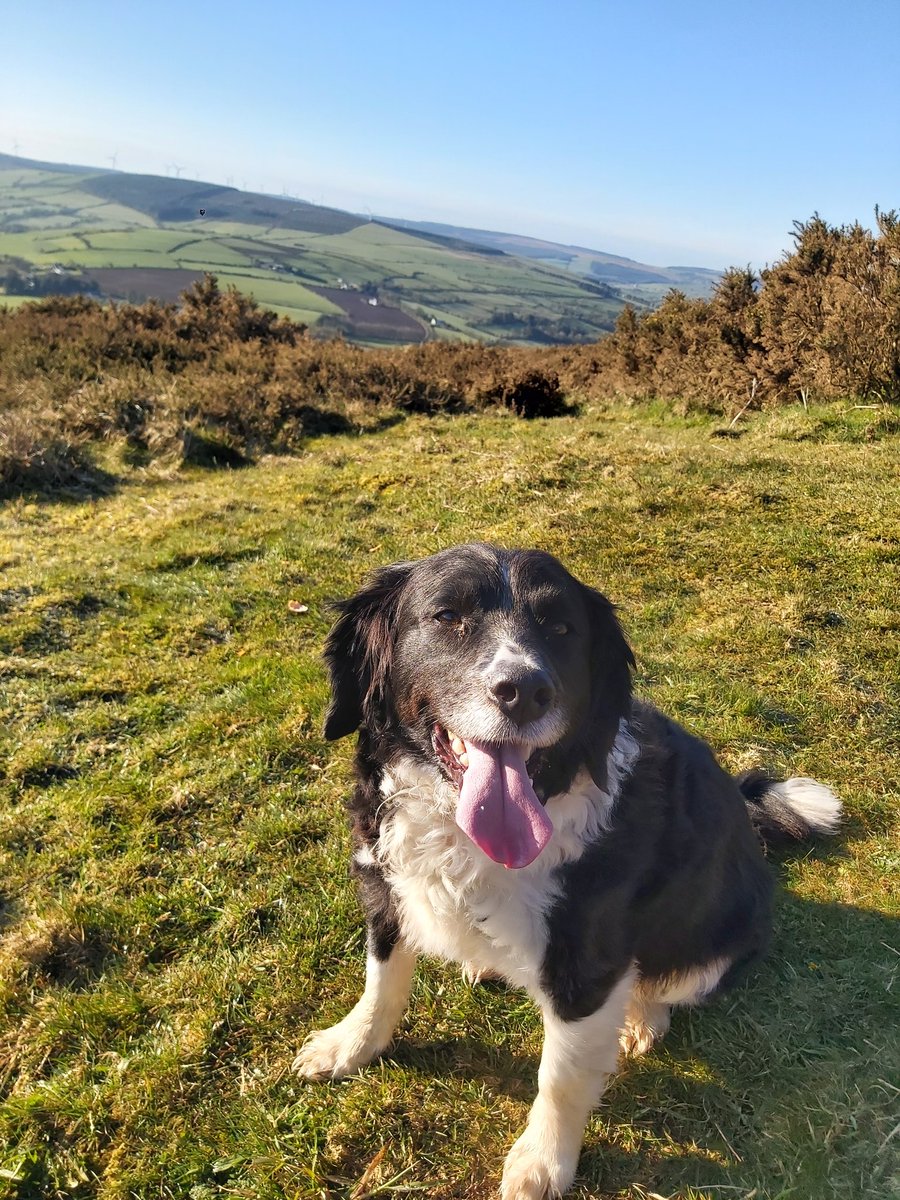 utdforever72's tweet photo. Day 100 Goal reached with over 600km walked with my doggie with me every step of the way. Trekked up Mt Hillary again this morning to complete the 100. Glorious weather and views from up there #100daysofwalking #goodforthehead. #goodforthebody #onemanandhisdog #100dayscompleted https://t.co/EgYslv005g