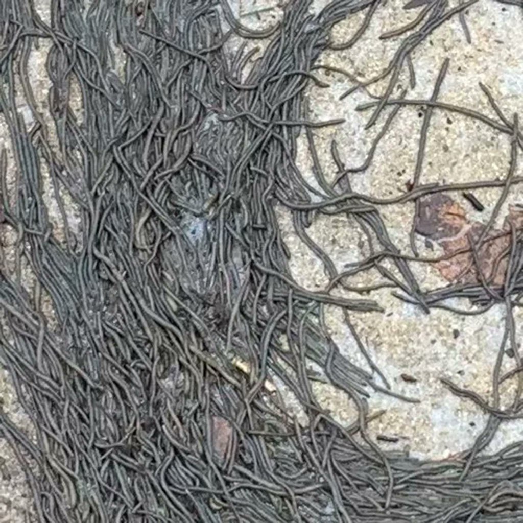 Tornado worms. Странные узоры. Storm worm.