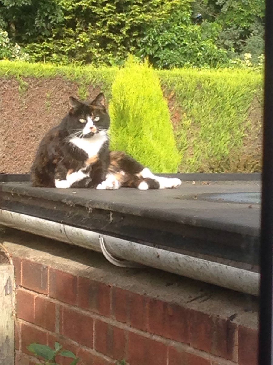 NoGateNoLock's tweet image. #Caturday