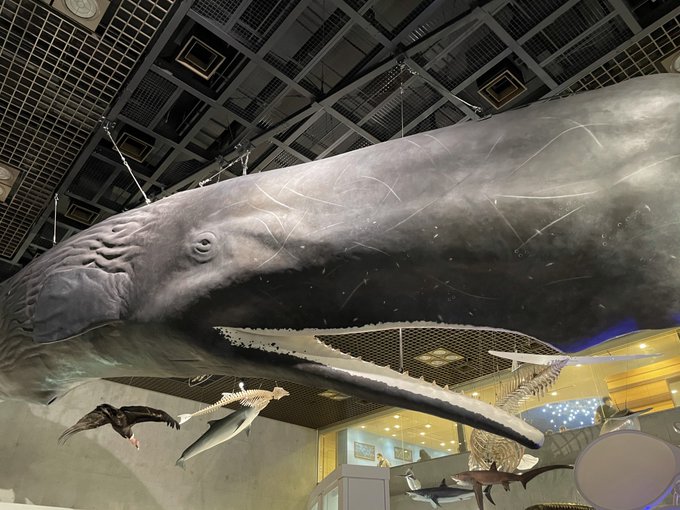 クジラのtwitterイラスト検索結果 古い順