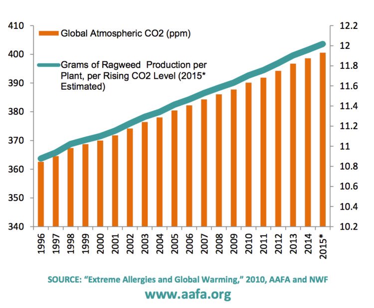 5/Rising greenhouse gases (namely CO2) leads to more pollen production h/t  @AAFANational