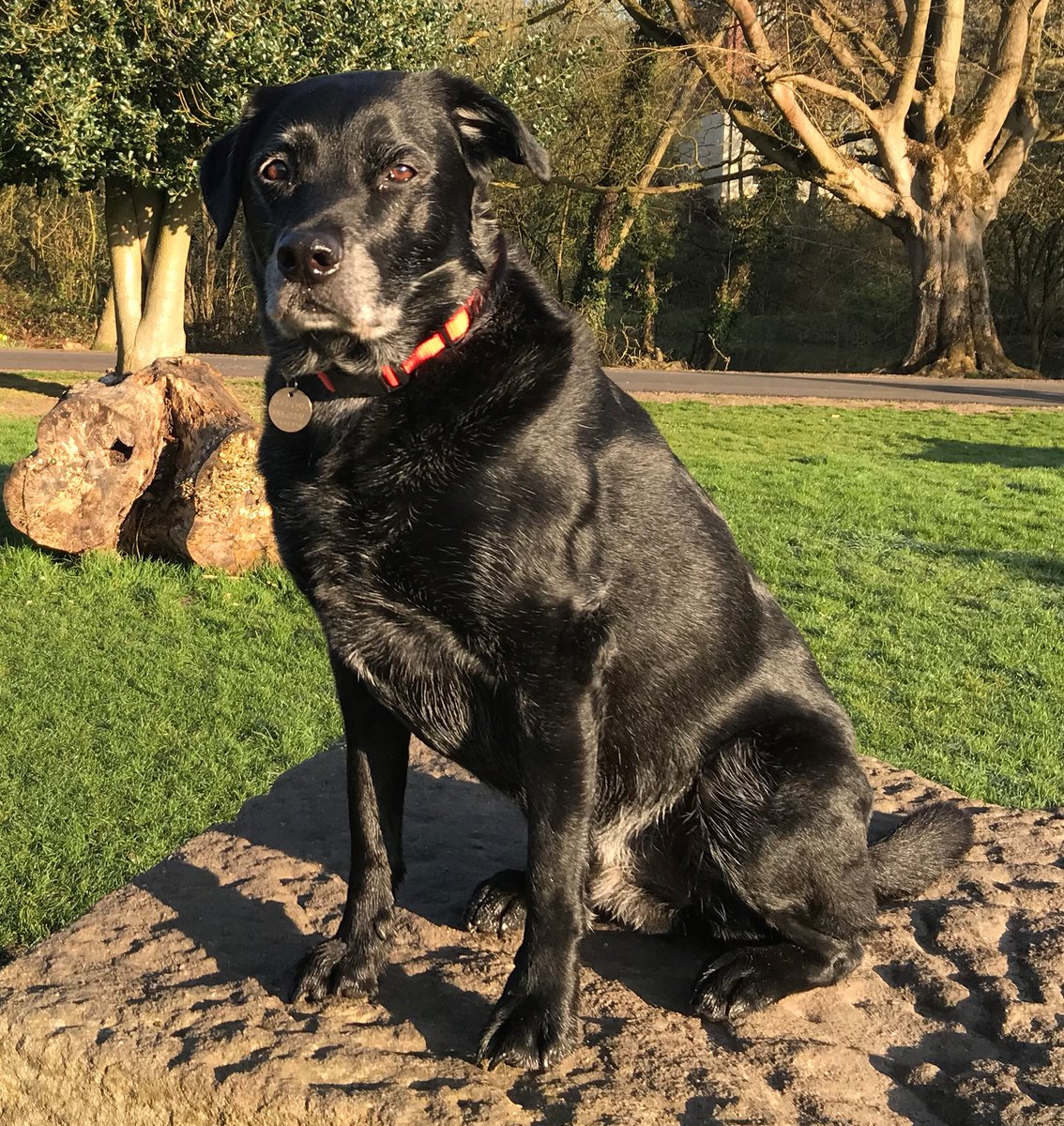 OscartheLab1's tweet photo. So today it is a year since Dad created my twitter page. Can't believe how many wonderful pals I’ve now got. We love seeing and reading about everyone’s adventures, their ups and downs in life, the new arrivals and the of course the sad departures. Thank you all, Love Oscar 😉🐾 https://t.co/NtjVlRawfP