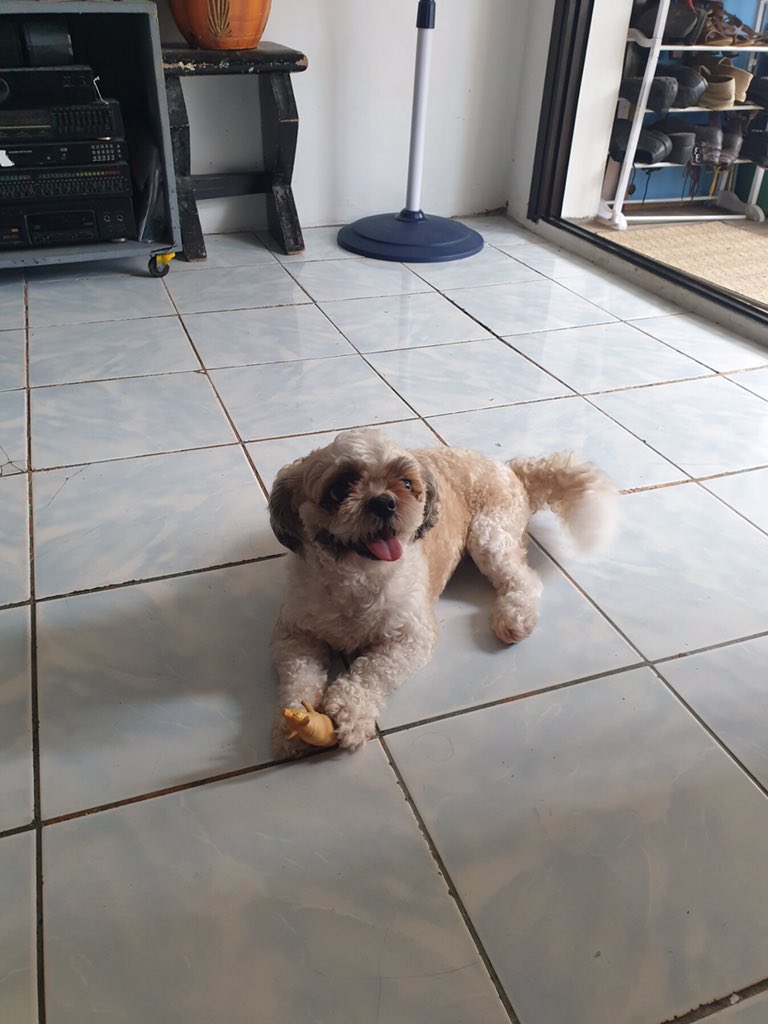 ochrecatalyst's tweet photo. @Jeylobean Waahhhh. I love uu, u’re welcome to the cafe anytime wehehe. Also, funfact: Caimito is the name of our family pet dugidog. Heres a pic ❤️ https://t.co/Hh9N1QLEbG