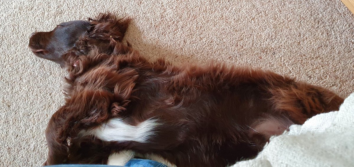msparkled's tweet photo. "If I fall asleep across your foot then you can't leave to do more work" #JarvisTheCockerSpaniel https://t.co/L22IO6MSih