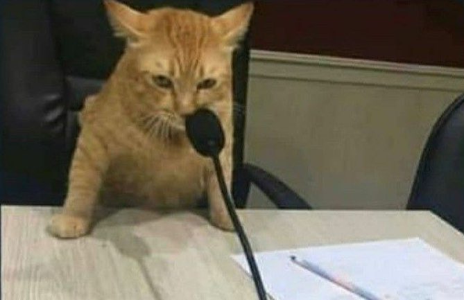 Çok nankör tanıdım hiçbiri kedi değildi.. saygılar