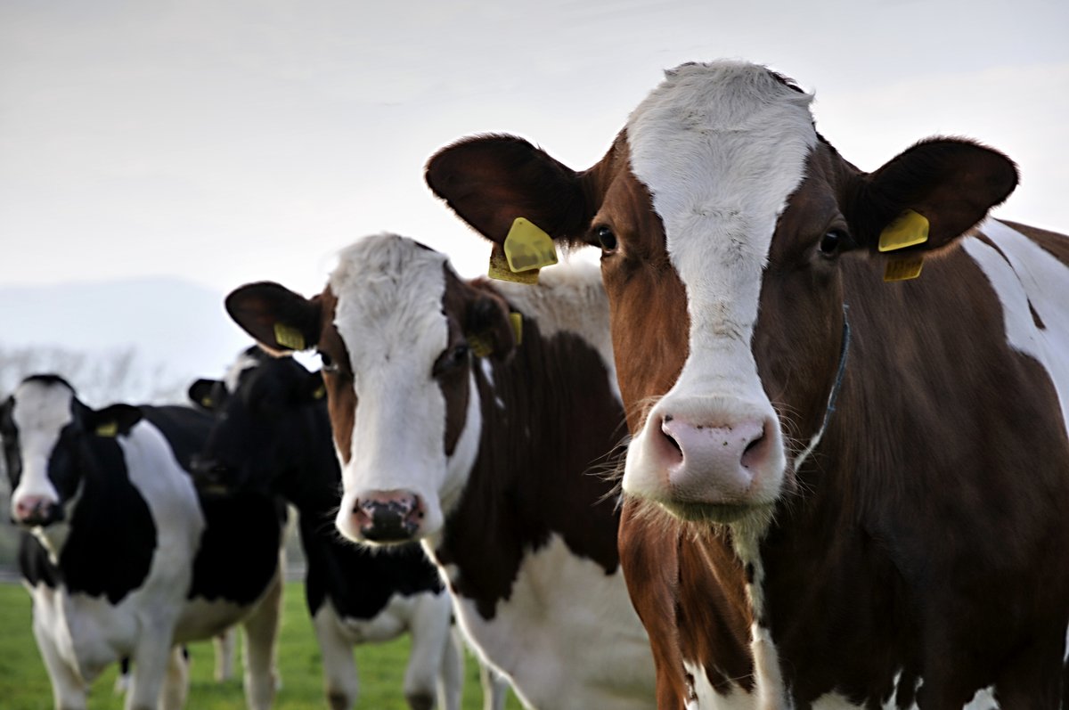 dairy_alliance's tweet photo. Happy #NationalFarmAnimalsDay! We love all farm animals, but cows will always hold a special place in our hearts! They give us milk to drink, they are the ultimate upcyclers, and they are just so cute! #dairycows #thankacow #sustainability #dairymilk https://t.co/rvsjR5nUCR
