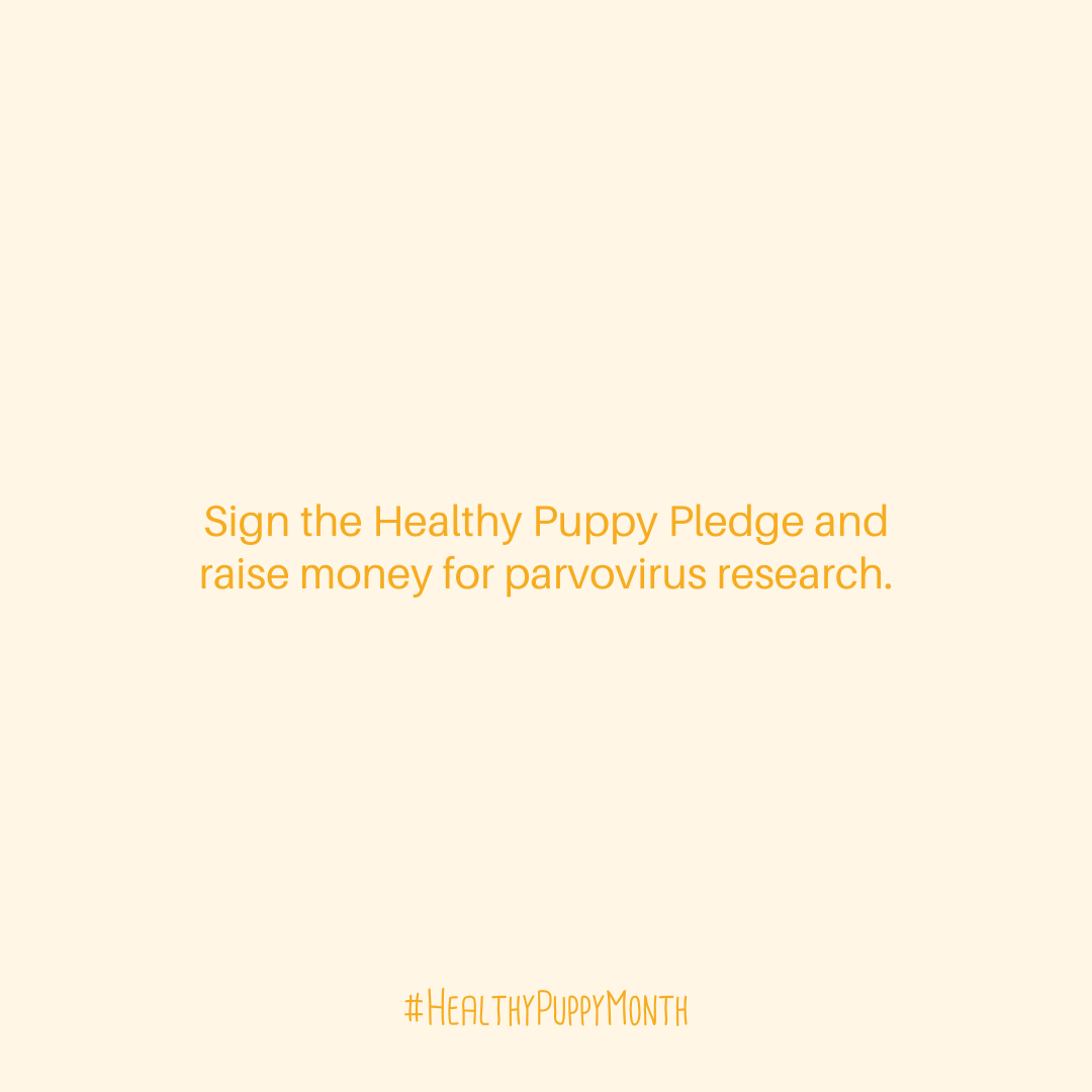RevivalAH's tweet photo. Join us in the fight against parvovirus and lets create a healthier, happier future for our puppies! Sign the pledge today at https://t.co/4LTQXbKlNv! For every signature Revival and Good Dog will each donate $1.
 
#HealthyPuppyMonth https://t.co/9c5bdYcpEd