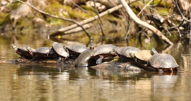 Cope Environmental tweet media