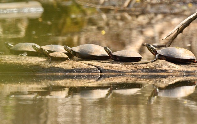 Cope Environmental tweet media