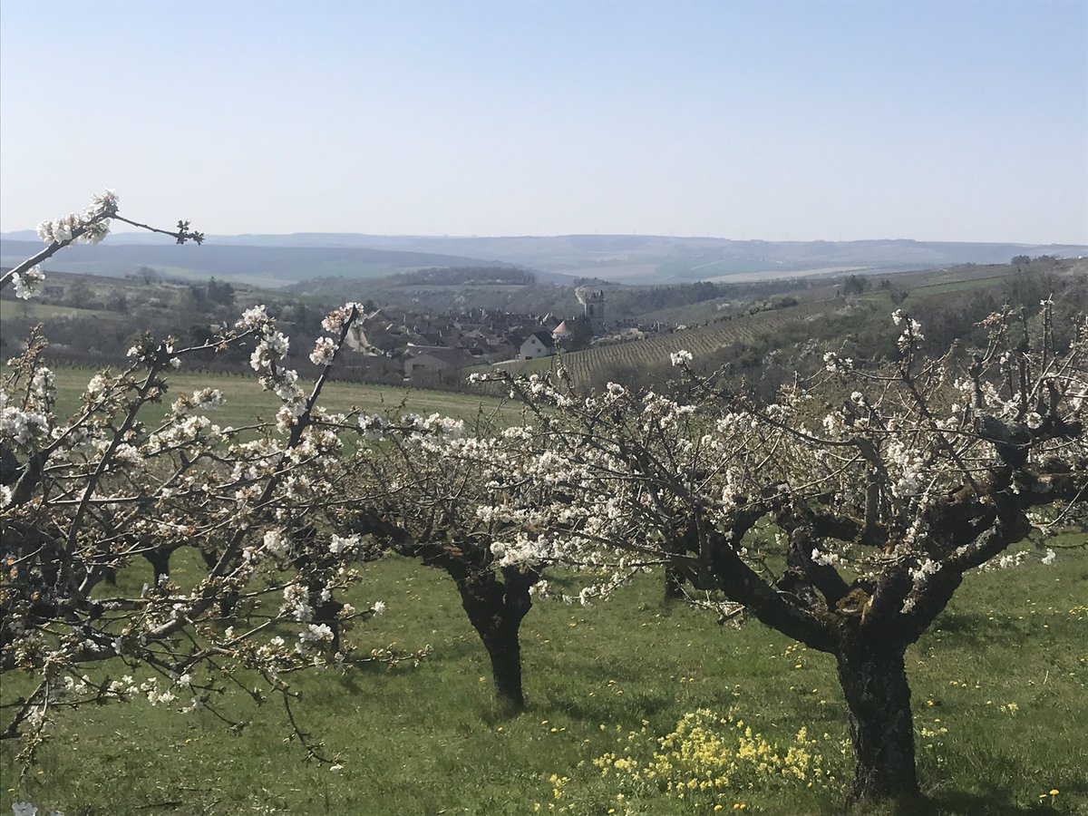 OlivierCOSTE2's tweet photo. Quand monsieur le ministre est à la rencontre de nos #agricultures #Viticulture #Arboriculture #GrandesCultures,sur les conséquences du #gel dans l’#Yonne #Irancy #StBris #Chablis #zoneintermédiaire. https://t.co/SbVPVMStep