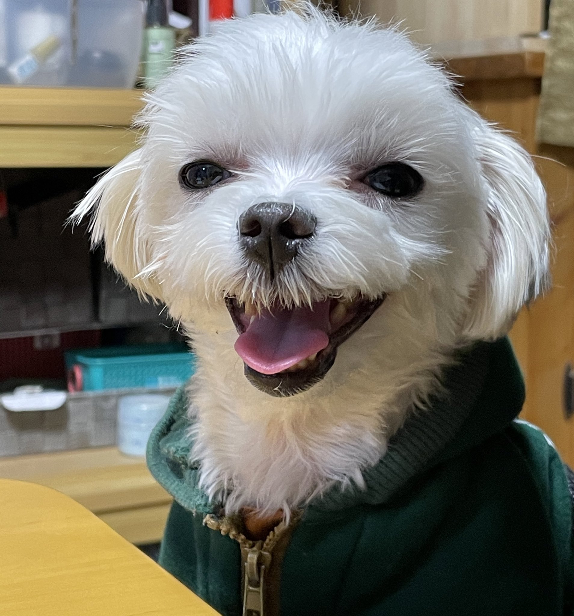 ファミリーペットサロン ポムペット 犬は笑う はぁはぁ T Co Wcm9rwqbks Twitter