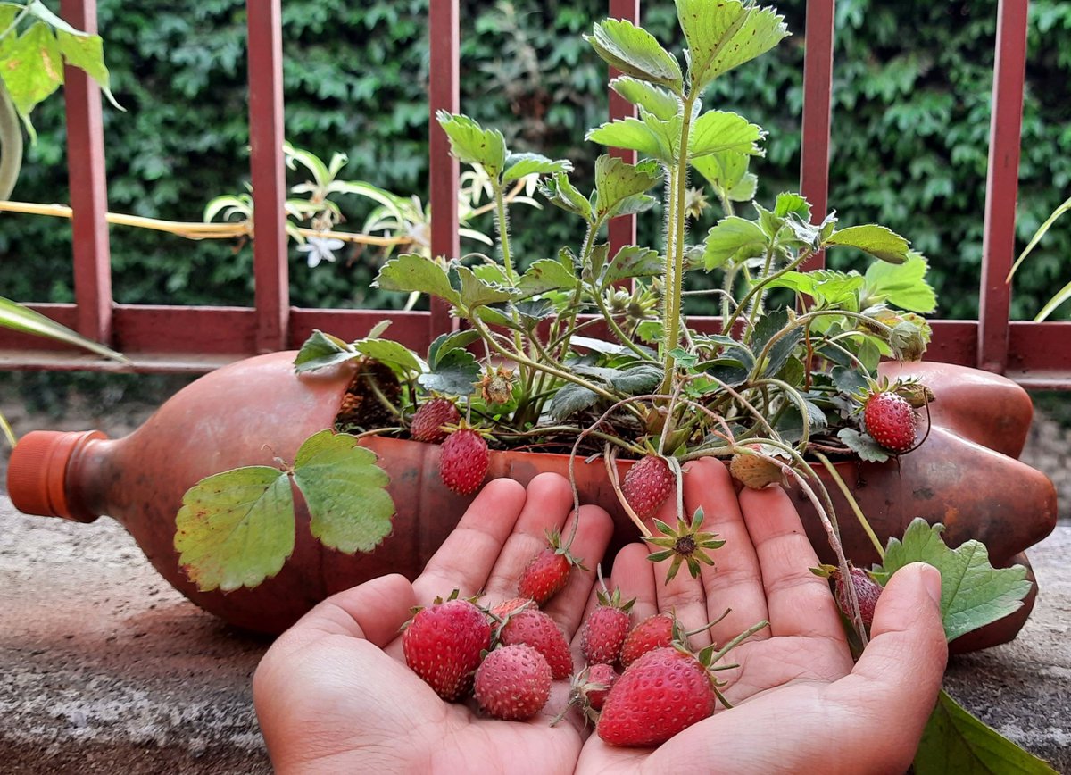 AlwsPragya's tweet photo. #homegrown 🌱🌿
#mystrawberries 🍓🍓
#eatlocalgrown 🌾 https://t.co/327jgiyzar