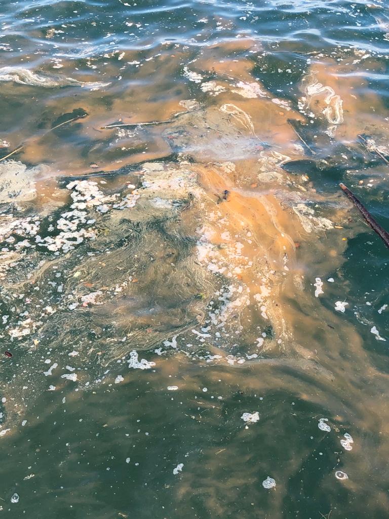 AMPMIRAMARE's tweet photo. Marea rossa oggi a #Grignano: un bloom primaverile di Noctiluca scintilans, alga unicellulare bioluminescente potenzialmente tossica per gli organismi marini, ha colorato le acque del porticciolo, vicino all'AMP. Il fenomeno per il momento sembra circoscritto. https://t.co/crfVmW2TMC