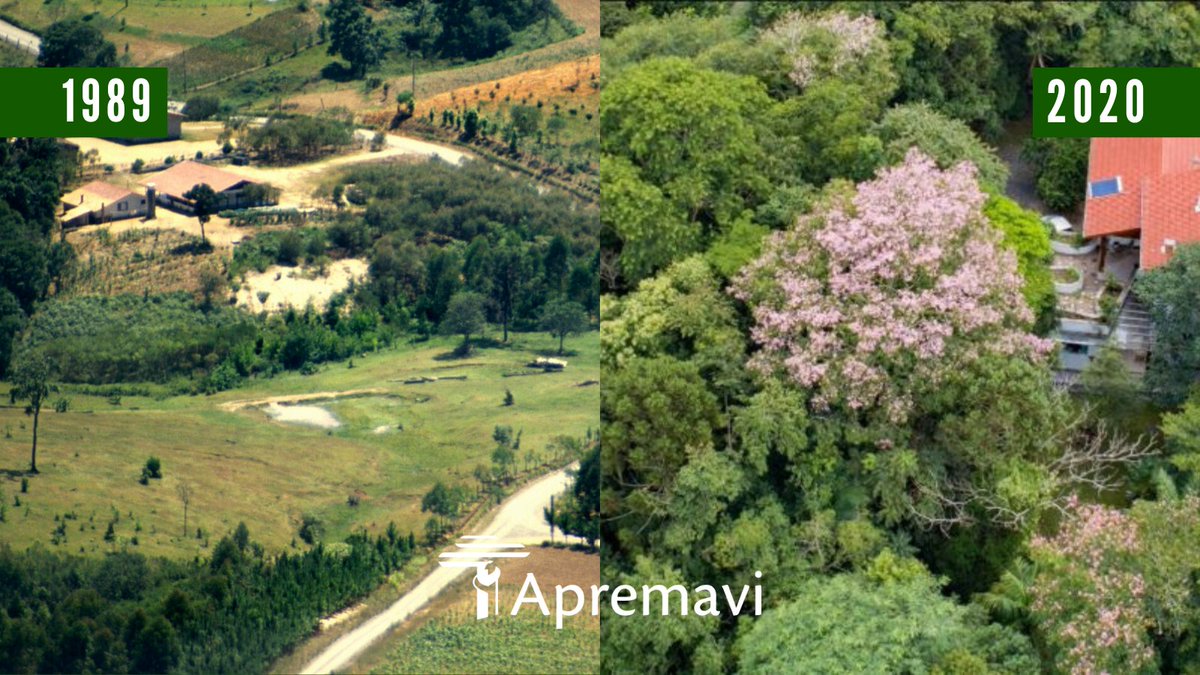 Apremavi's tweet photo. Vocês querem um #antesedepois de impacto?
Esse plantio foi feito em Atalanta em dezembro de 1989 e hoje a floresta tomou conta de tudo, absolutamente lindo de ver! 🌱🌳
#MataAtlântica #beforeandafter #restauração #meioambiente #rainforest #plantiodemudas #árvores #apremavi https://t.co/HRBFz4LVTL