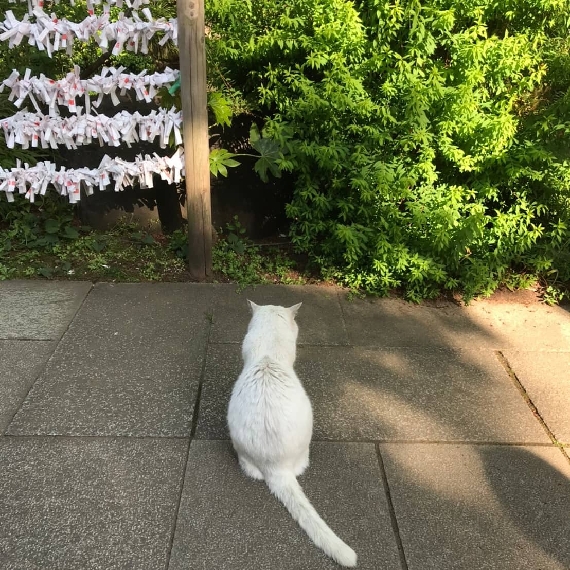 あやめ 愛宕神社にいた白猫が可愛かったです 写真撮られても微動だにせず眠そうにしてました笑 背中が何かを物語っている T Co Wcsczapus5 Twitter
