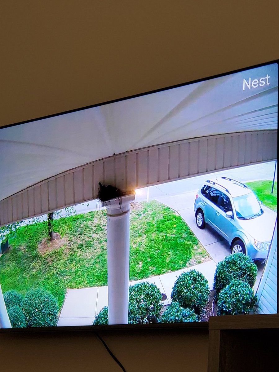 lilminidip's tweet photo. If you're not using your smart home to watch a bird nest on your front porch, you're doing it wrong @googlenest https://t.co/ffBbdfGwGp