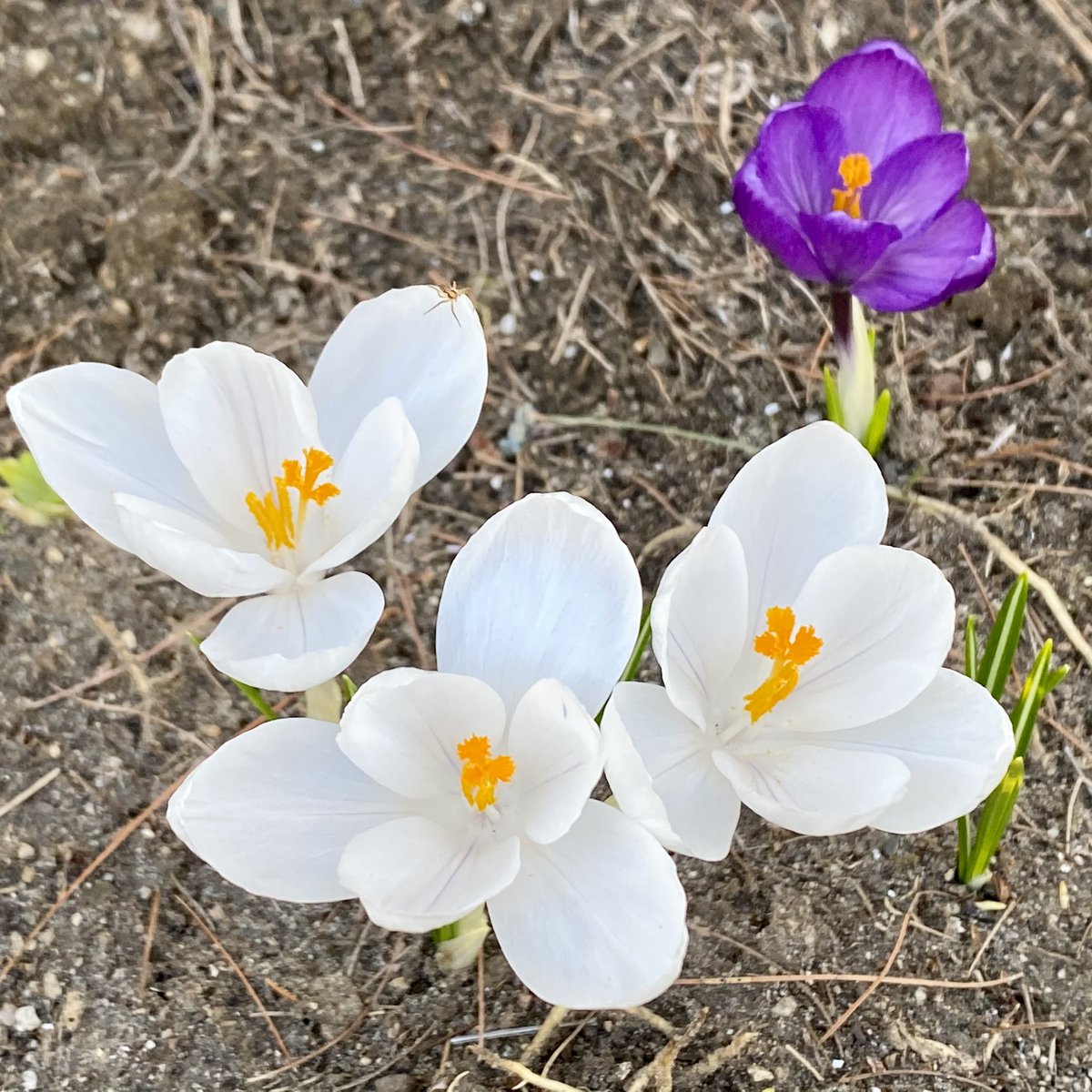 CCMFeltHats's tweet photo. Signs of Spring... at last!
#FlowerReport #UpperValleyNH https://t.co/Otqe9SvPZq
