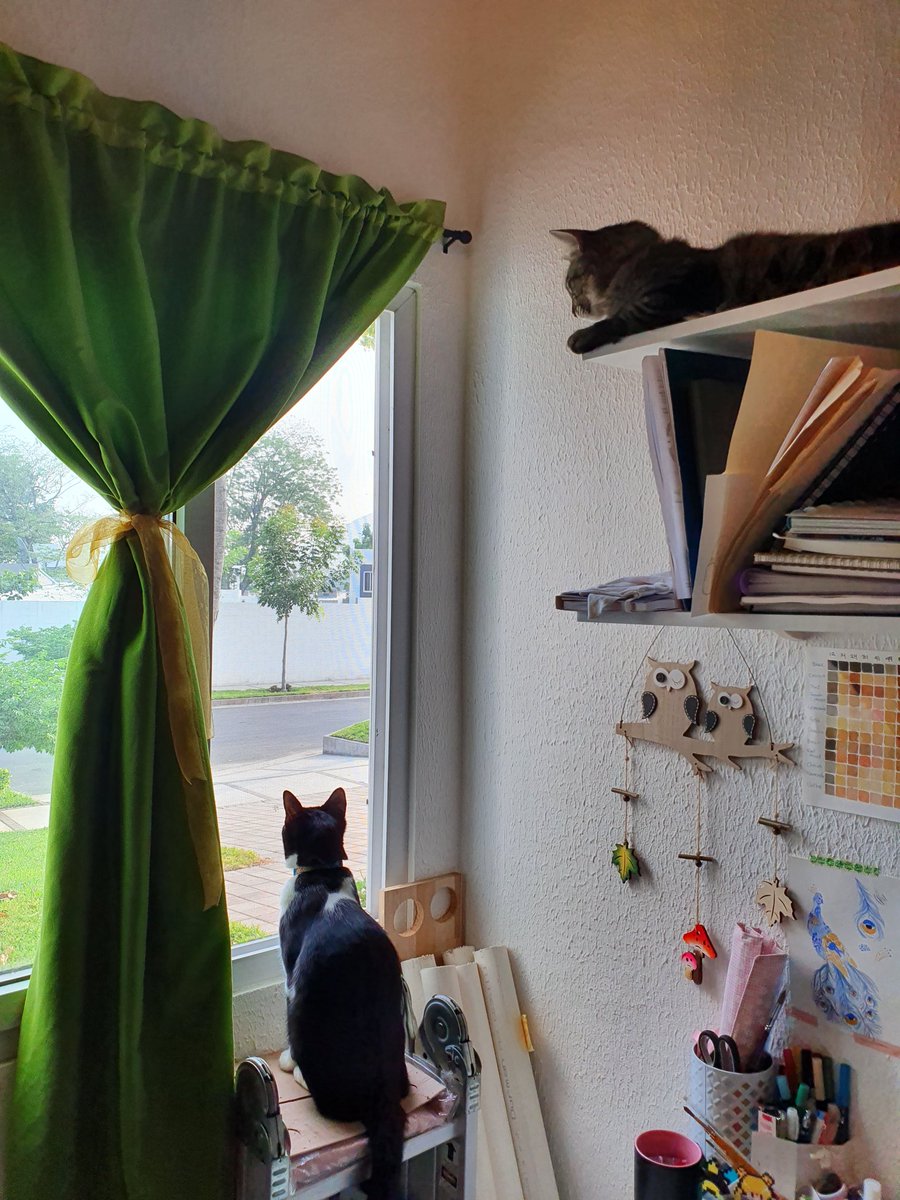 MarcePache1's tweet photo. Día 388 Cuarentena:
Vistas de mañana en dos niveles 🤭
#catlover #lovecats #cutecat #cats https://t.co/NA4VlrZIEl