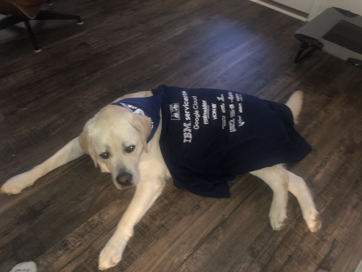 dfenhagen's tweet image. Buck has his swag ready to represent team #IBMovin for  #STEPUPFORSTEM 5k with the @AFFIRMtweets! Getting out to walk soon with the fam!