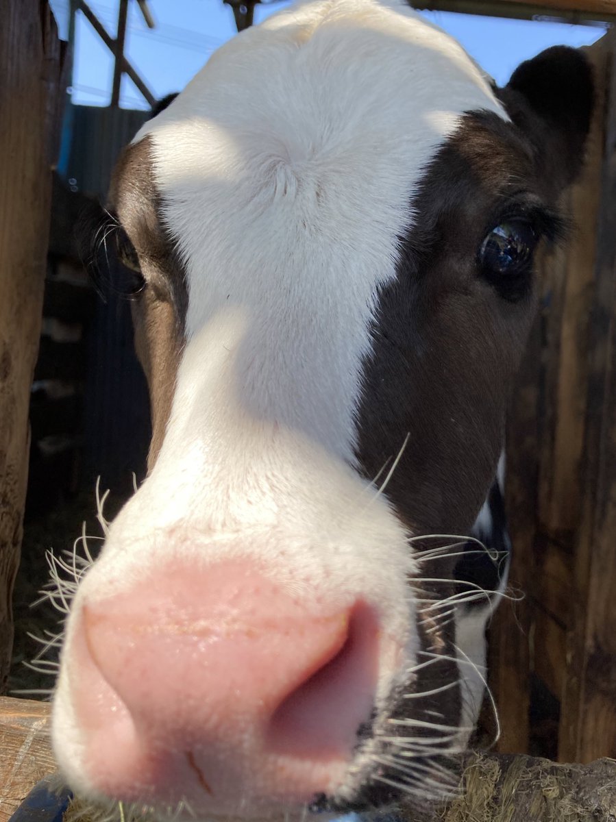 牛ってこんなにかわいいことあるんだ 東京23区唯一の牧場で会える牛の赤ちゃん 想像を絶するかわいさ 国民的美少女じゃん Togetter
