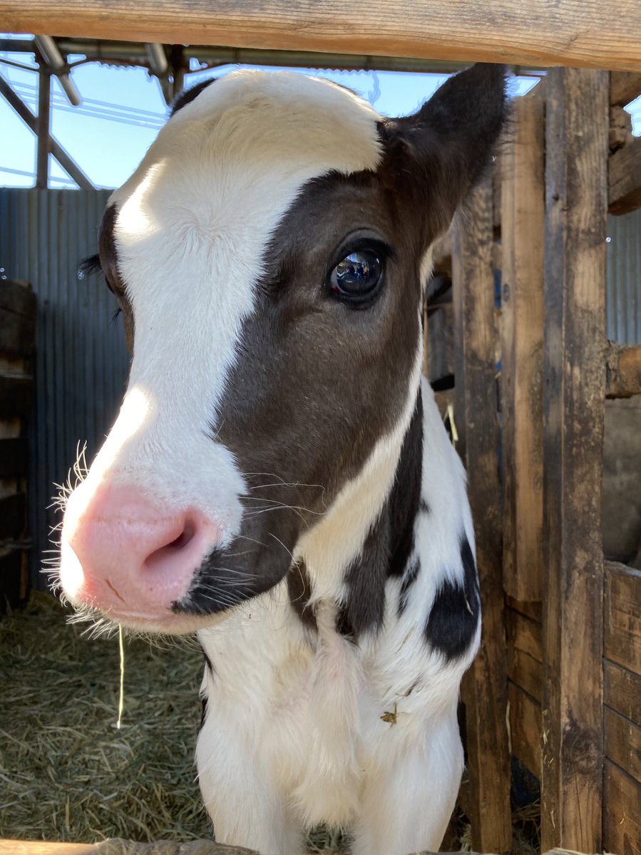 牛ってこんなにかわいいことあるんだ 東京23区唯一の牧場で会える牛の赤ちゃん 想像を絶するかわいさ 国民的美少女じゃん Togetter