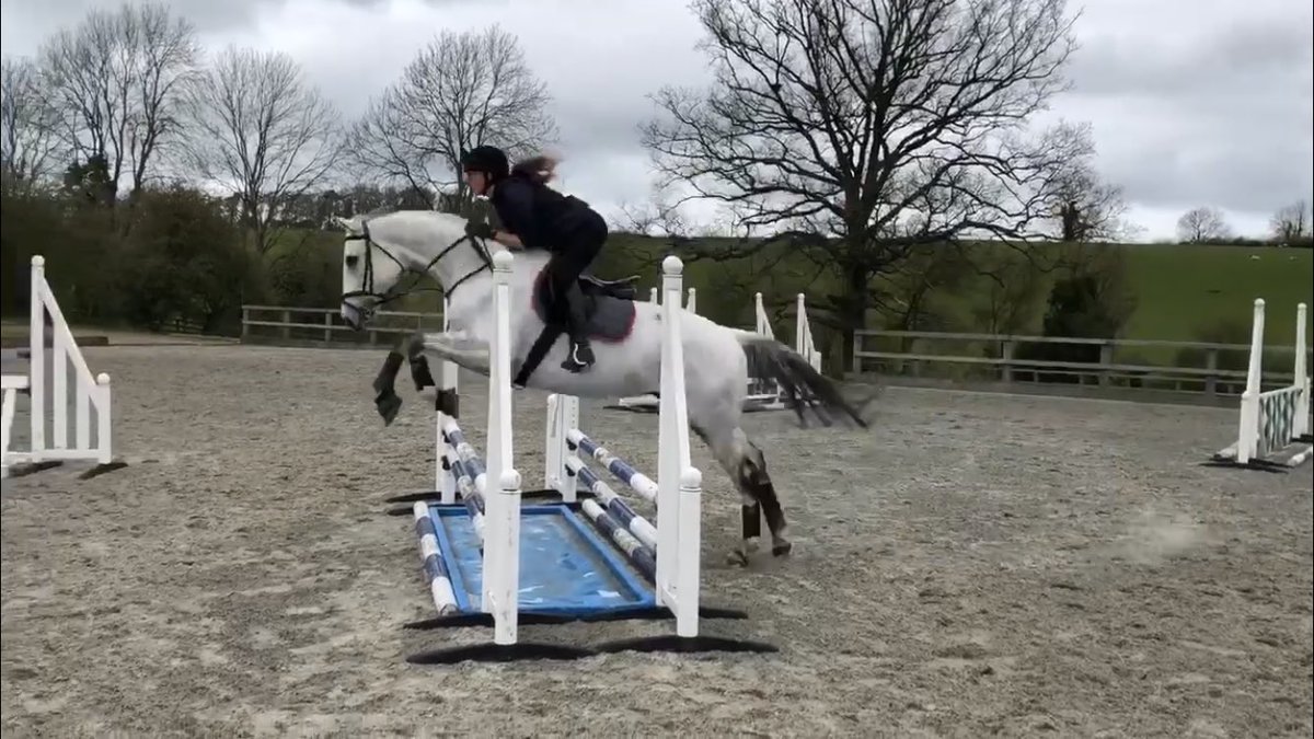AmyNeave1's tweet photo. Amazing time out jumping properly for first time in ages! So much fun 🥰 #showjumping #equestrian https://t.co/soJPzwDYgb