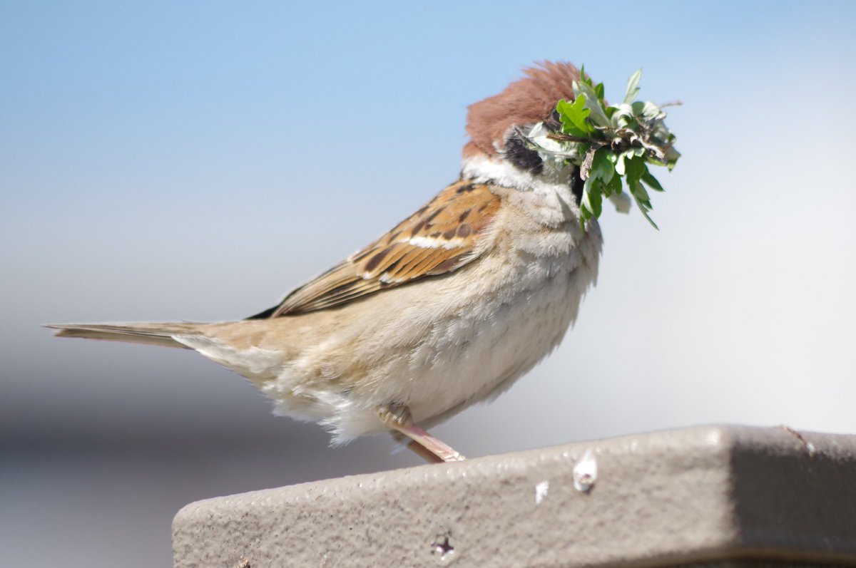 欲張りスーさん
前見えないよそれじゃ

#雀 #スズメ #すずめ #sparrow #鳥 #小鳥 #野鳥 #bird https://t.co/aPdw4JMAKL