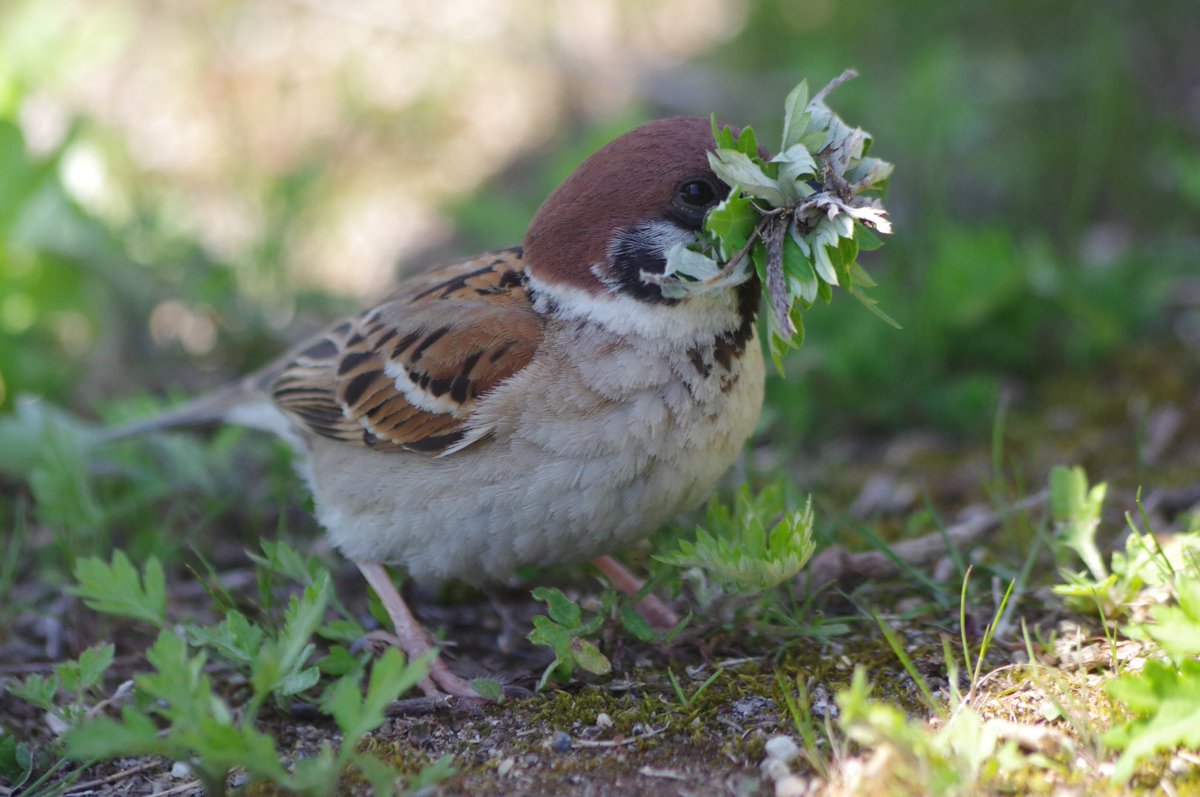 欲張りスーさん
前見えないよそれじゃ

#雀 #スズメ #すずめ #sparrow #鳥 #小鳥 #野鳥 #bird https://t.co/aPdw4JMAKL