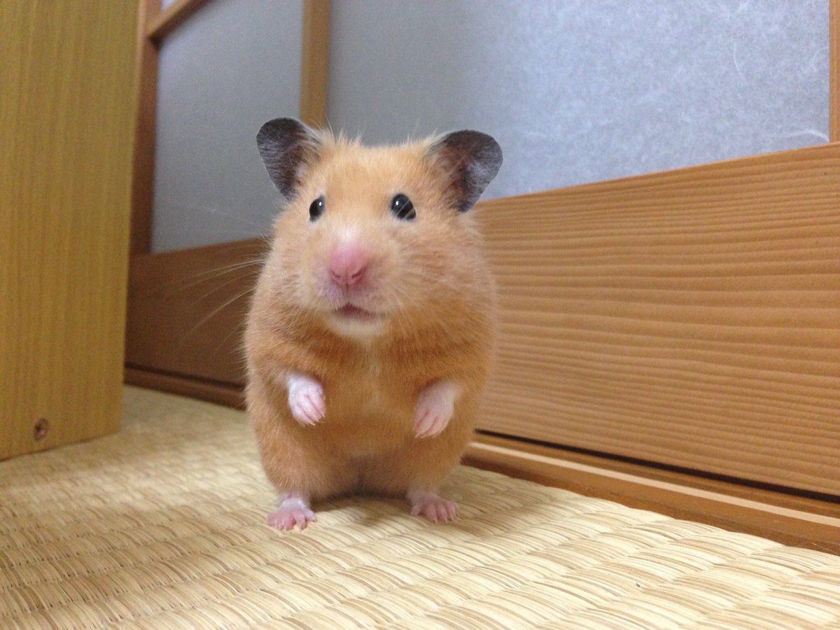 吐き出た愛を喰らいやがれ

#ハムスター #hamster #深夜ですので

皆様お久しゅうございます。