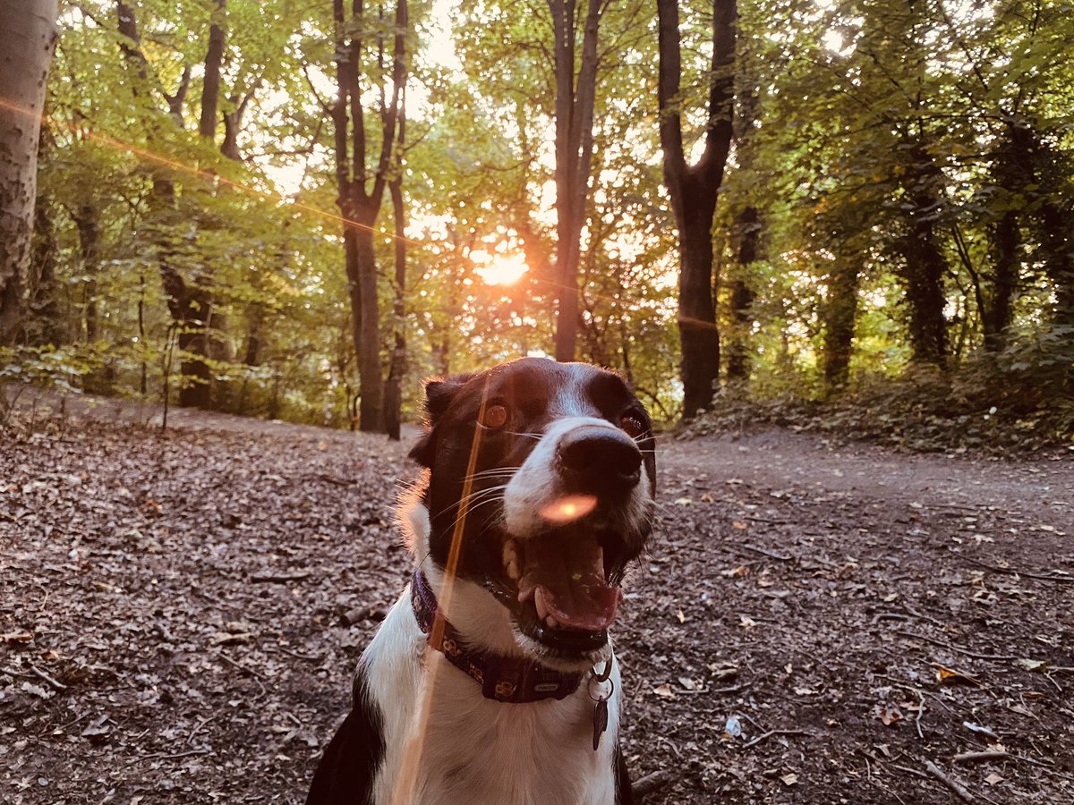 It’s been almost two years and still I feel so grateful that this wonderful girl is in my life! Thank you Lottie and thank you <a href="/DT_Shrewsbury/">DogsTrust Shrewsbury</a>