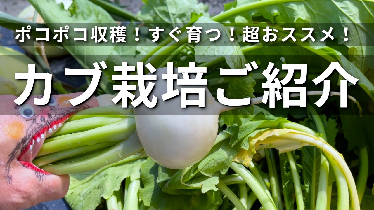 تويتر 畑のおじさん 家庭菜園 ガーデニング お野菜クッキング على تويتر カブ栽培 Amp 収穫の様子を動画でアップしました 是非ご覧くださいませ カンタン大量収穫 すぐ育つ カブ栽培 21年4月10日 015 家庭菜園 ガーデニング 野菜栽培 収穫 栽培方法